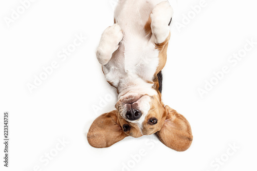 Obraz na plátně Front view of cute beagle dog sitting, isolated on a white studio background
