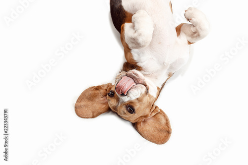 Photography Front view of cute beagle dog sitting, isolated on a white studio background