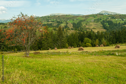 Autumn landscape with larch tree