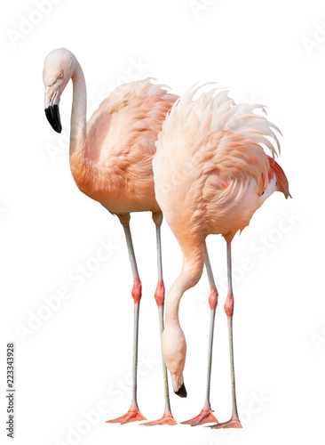 isolated on white two flamingo