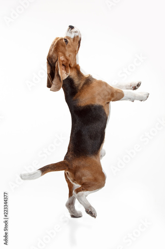 Front view of cute beagle dog isolated on a white studio background