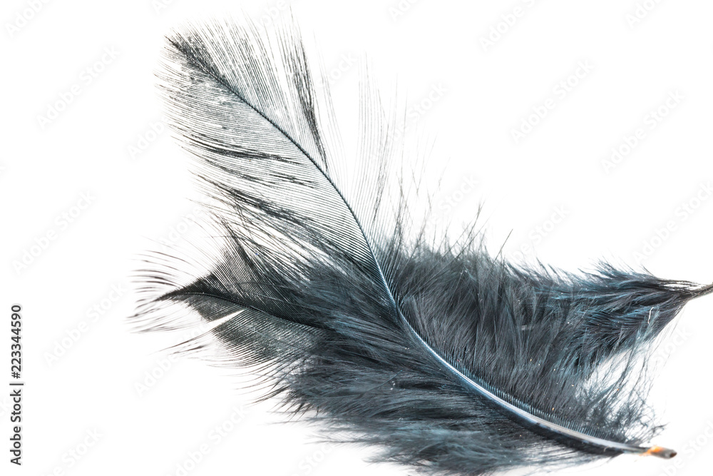 Obraz premium Black Feather