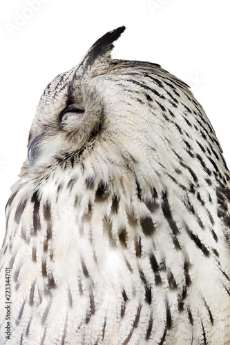 sleeping white eagle-owl closeup