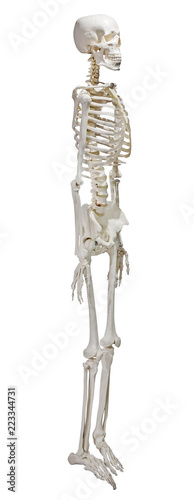 human light skeleton isolated on white