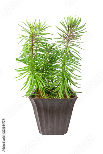 succulent bush senecio plant isolated on white background