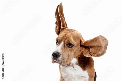 Front view of cute beagle dog sitting, isolated on a white studio background