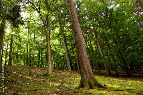 wunderschöne bäume in der wildnis bei schönem wetter