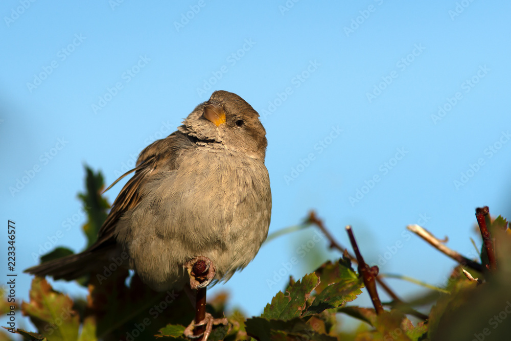 Beautiful sparrow bird on a bush Beautiful sparrow bird on a bush