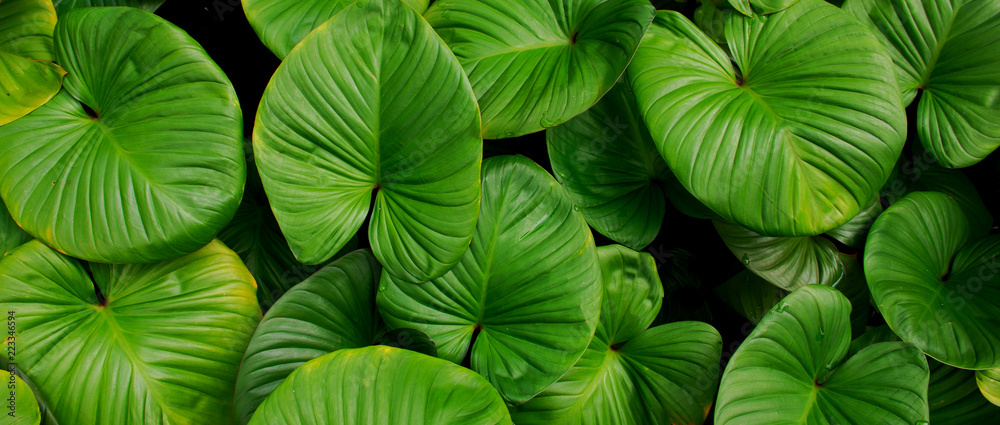 Fototapeta premium Pattern of green leaves, for use as a background.