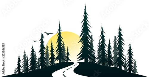 Green forest with the road.