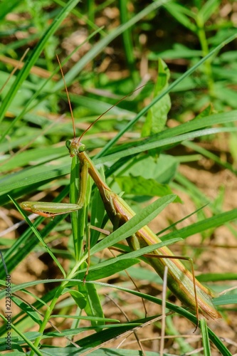 Praying mantis masked in the grass