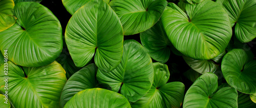 Pattern of green leaves, for use as a background.