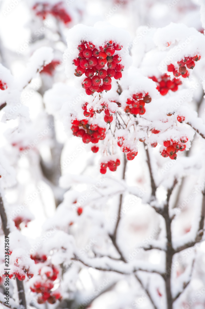 Rowan bunches on snowy tree Rowan bunches on snowy tree