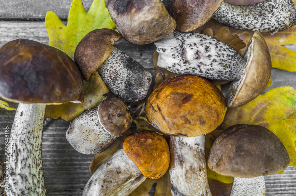 Edible mushrooms on an old wooden table with oak leaves Edible mushrooms on an old wooden table with oak leaves