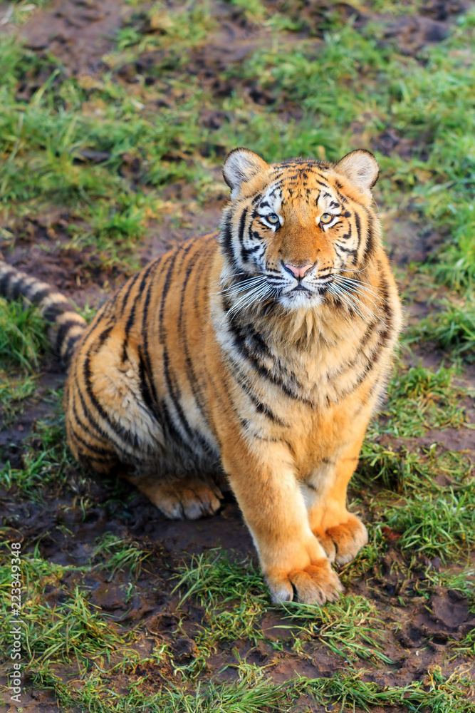 Beautiful image of a young tiger (Panthera tigris) looking straight in the camera lens Beautiful image of a young tiger (Panthera tigris) looking straight in the camera lens