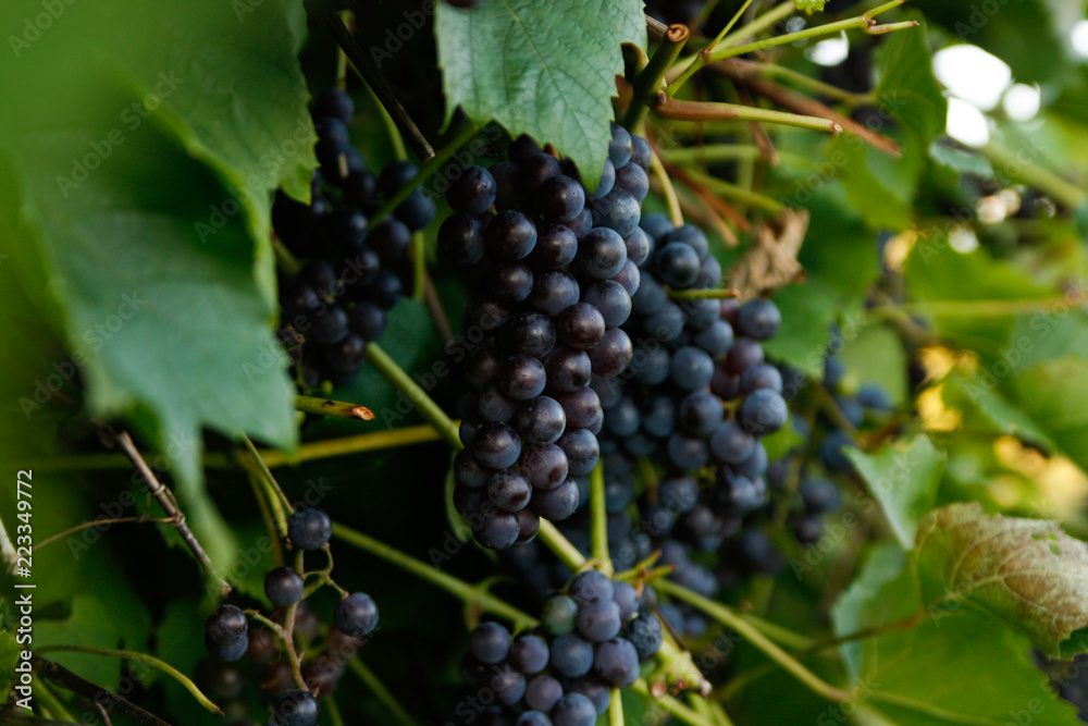 Beautiful home grown apes in a small countryside village garden.