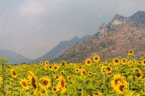 Sunflower garden with mountain background