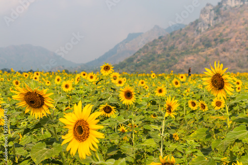 Sunflower garden with mountain background