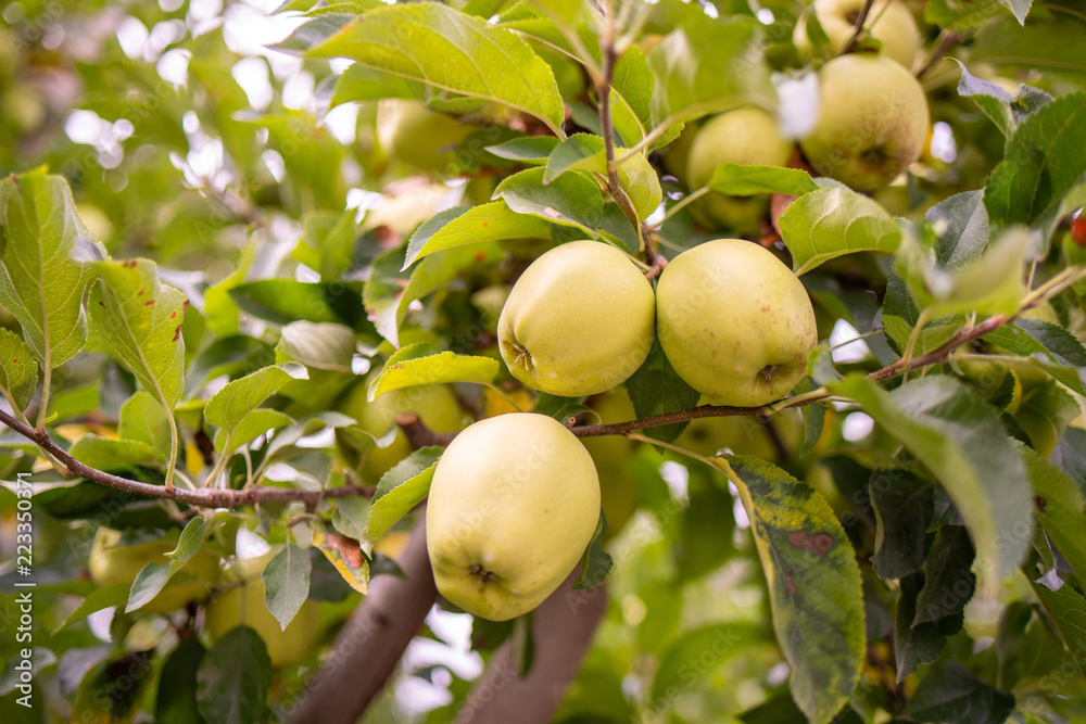 Frutteto di meli con rami carichi di mele gialle