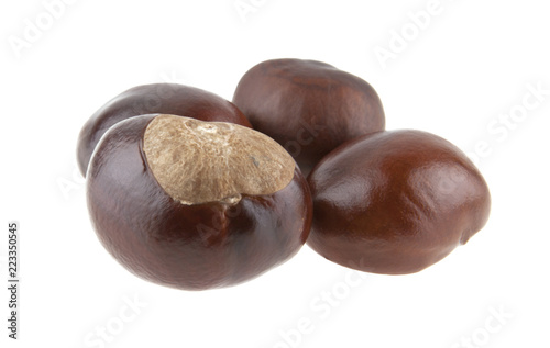 chestnut isolated on white background