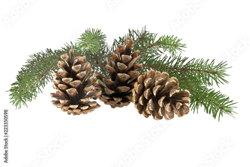 branch of Christmas tree and three cones isolated on white background