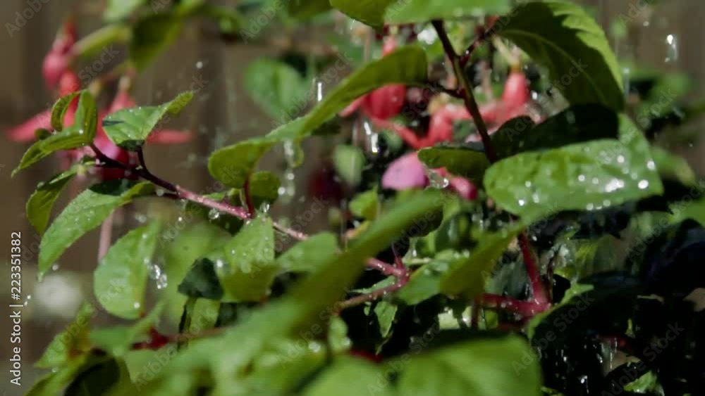 Slow motion shot of plants and flowers being watered. Slow motion shot of plants and flowers being watered.