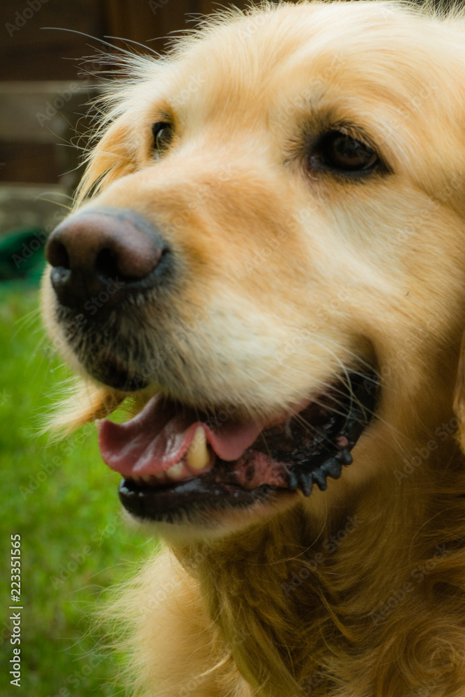 golden retriever head
