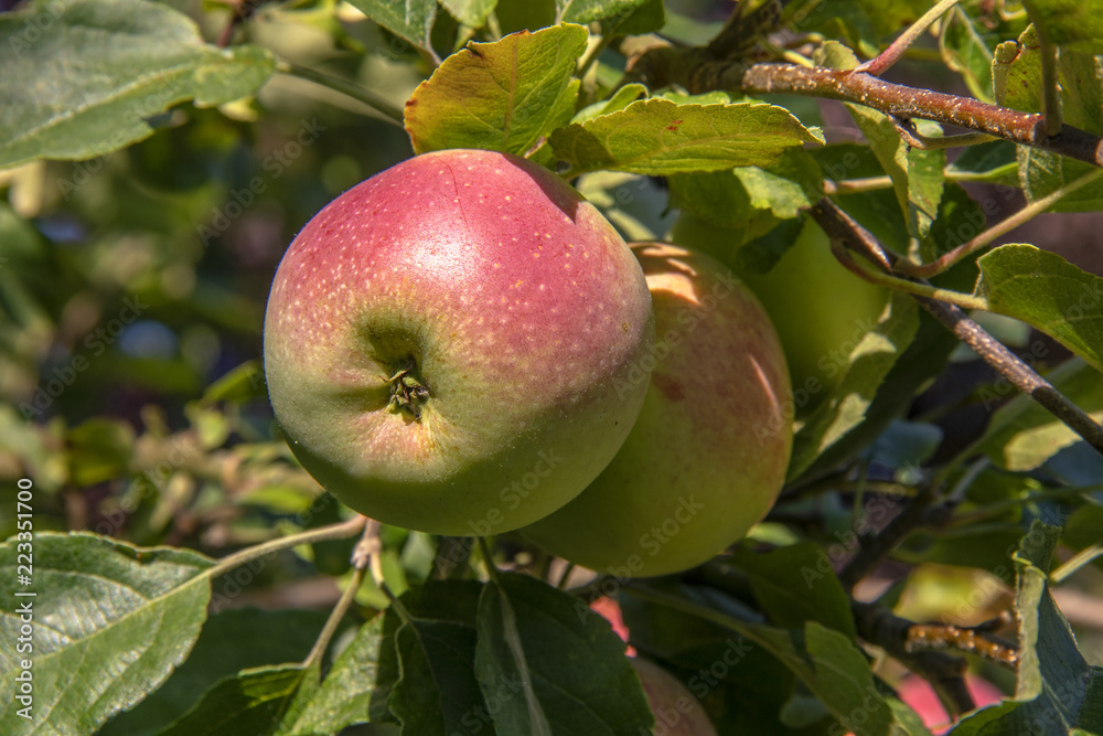 Pommes sur l'arbre Pommes sur l'arbre
