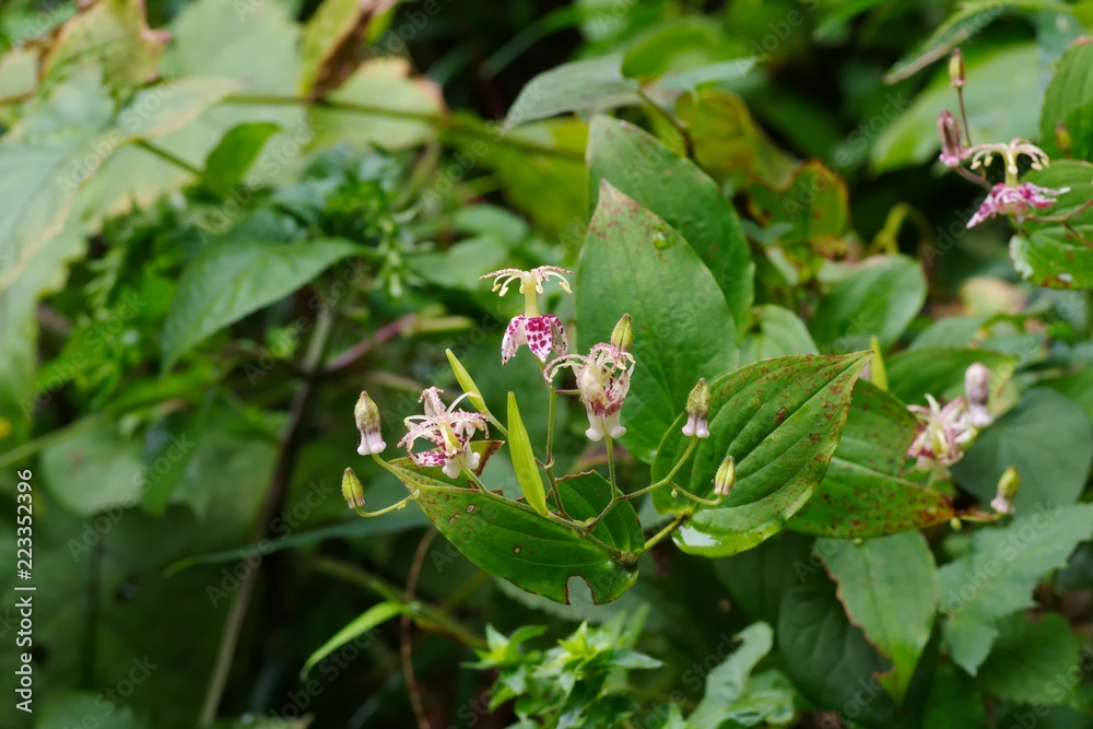 Tricyrtis macropoda (Yama-hototogisu)
Tricyrtis macropoda (Yama-hototogisu)