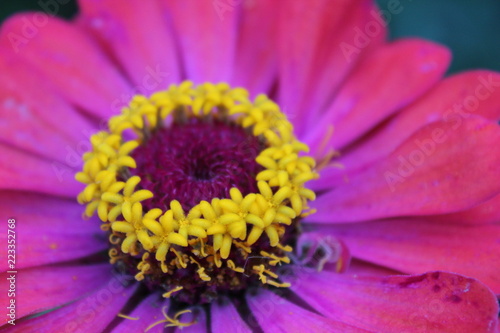 pink flower