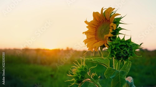 Lonely young sunflower swaying in the wind in the field against the sunset. Sunflower hat at dawn