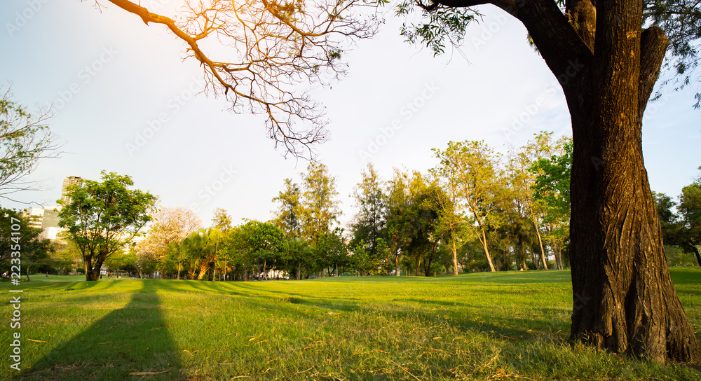 Obraz premium tree in the park