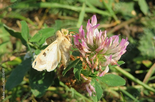 Yellow owlet moth on a clover flower in the meadow, closeup  photo