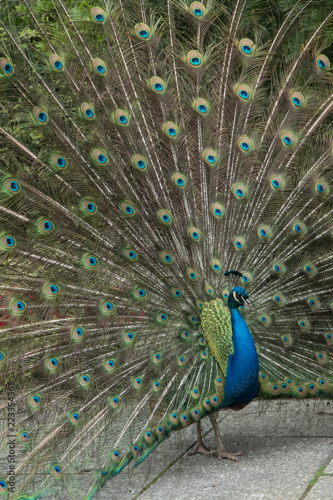 Naklejka premium Beautiful plumage of a male peacock showing off to a nearby female