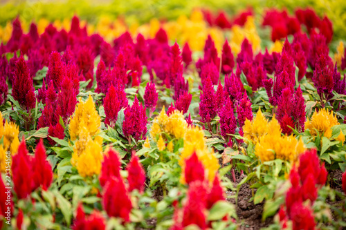 field of red tulips © FotoArtist