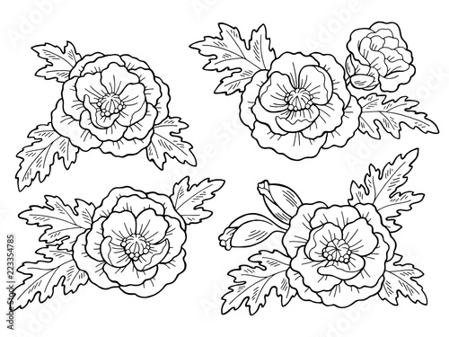Poppy flower graphic black white isolated sketch illustration vector
