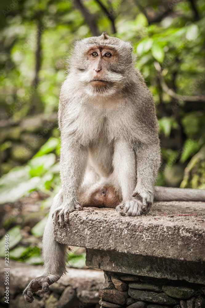 Portrait of long tailed macaque monkey in his natural environmen Portrait of long tailed macaque monkey in his natural environmen