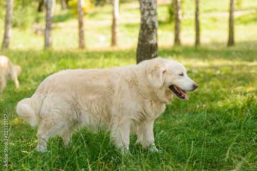Big golden retriever in the forest