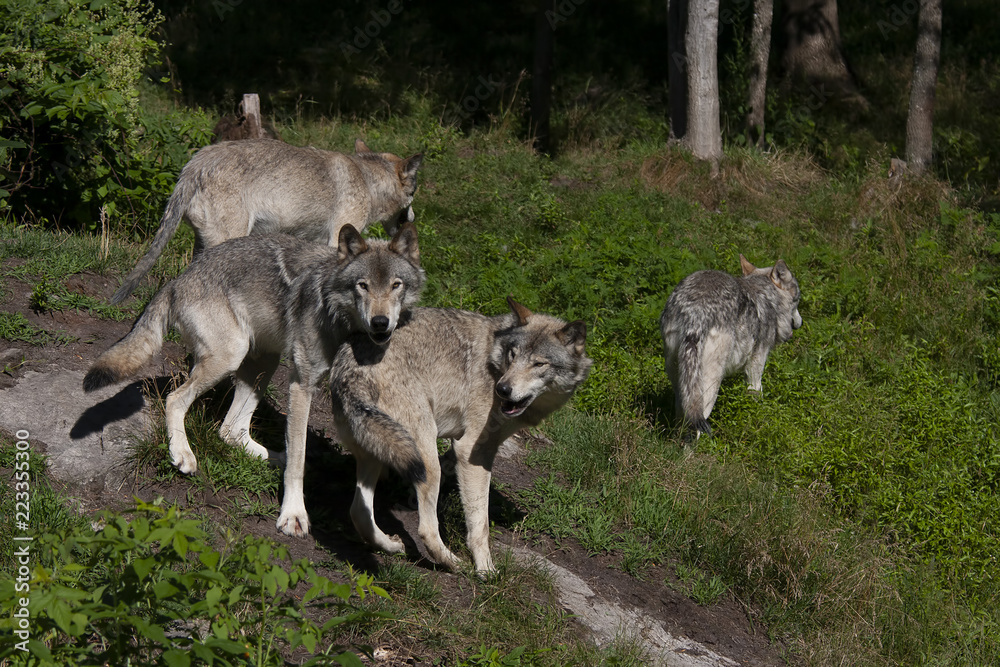 Fototapeta premium Timber wolves or grey wolves (Canis lupus) playing on rocky cliff in summer in Canada
