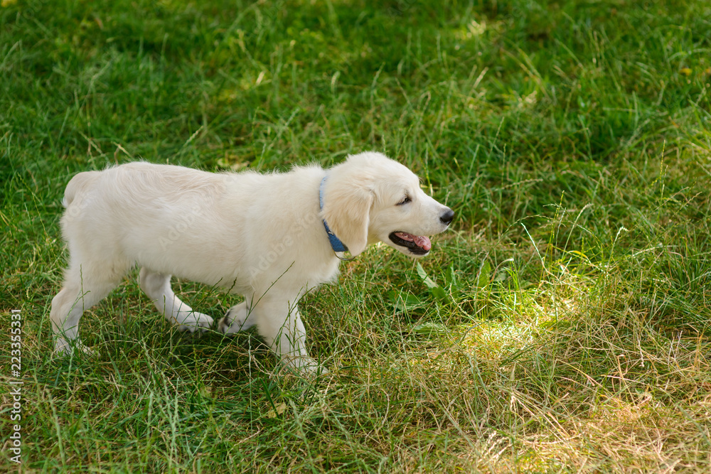 An adorable puppy discovers the world An adorable puppy discovers the world