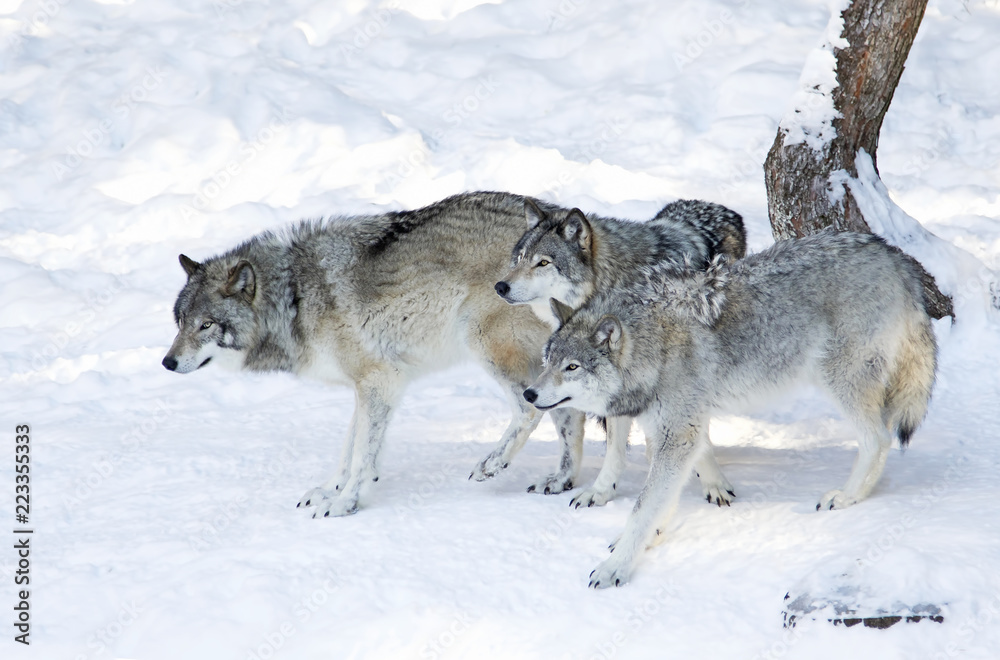 Fototapeta premium Three Timber wolves or grey wolves (Canis lupus) isolated on white background standing in the winter snow in Canada