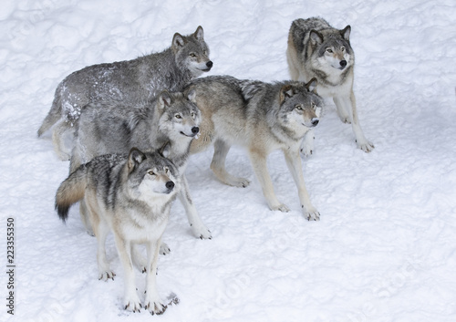 Timber wolves or grey wolves (Canis lupus) isolated on white background waiting to be fed in the winter snow in Canada