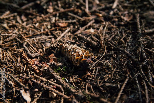 Small Beautiful Spruce And Pine Cones In Old Silent Forest On Dry Brown Grass Background