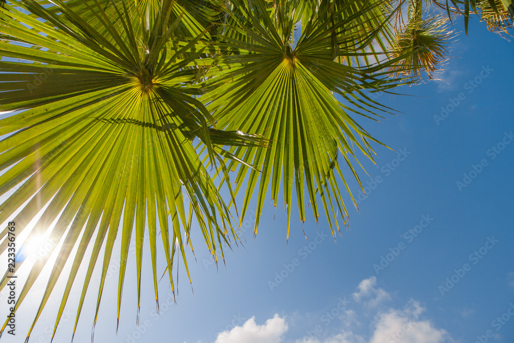 Paradise scene, beautiful palms silhouettes over blue sky