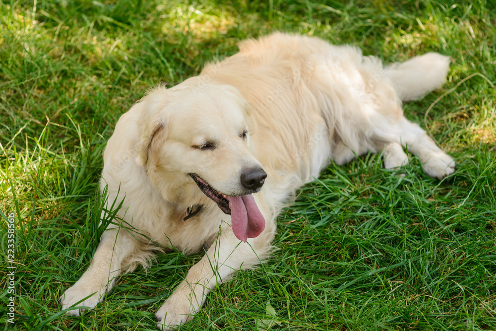 The greatness of a golden retriever The greatness of a golden retriever