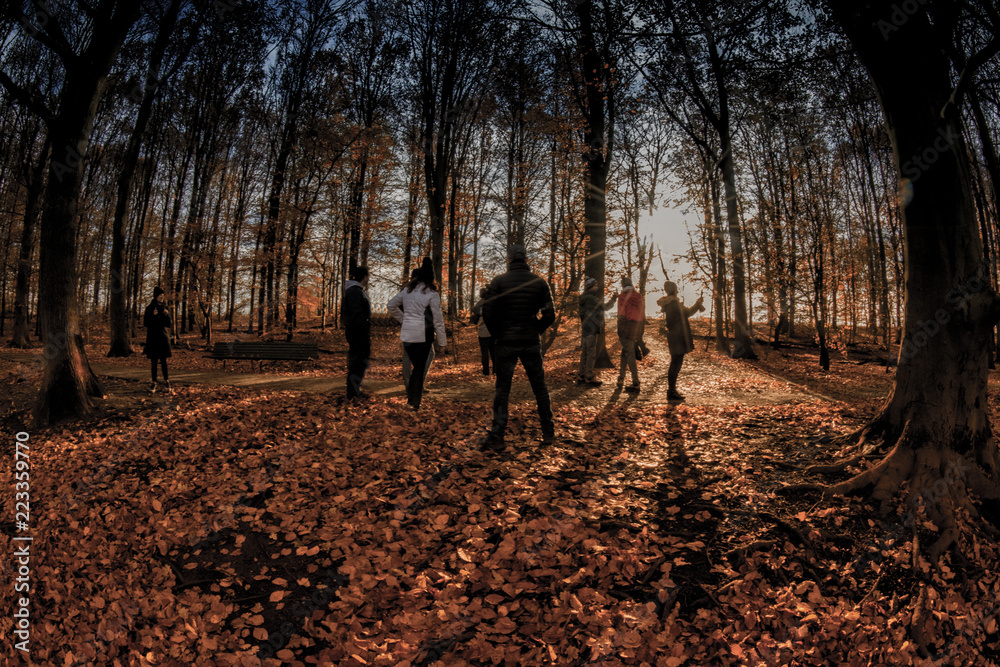 Fototapeta premium sunset in forest