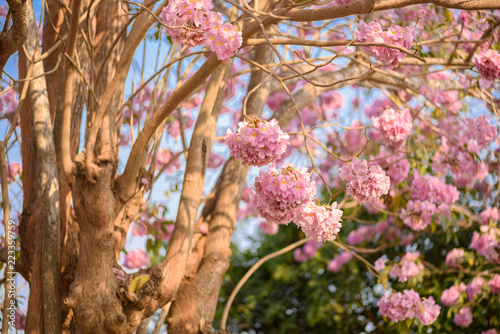 Tabebuia rosea is a Pink Flower neotropical tree photo