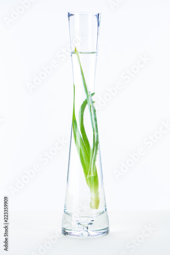 transparent vase of natural herbal essential oil with aloe vera on white surface