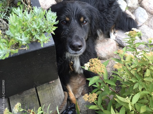Hund