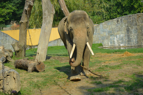 Słoń Indyjski-Elephas maximus bengalensis - Ostrawskie spojrzenia
